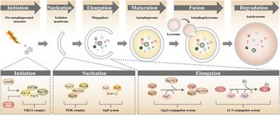 Autophagy and Aging: Roles in Skeletal Muscle, Eye, Brain and Hepatic Tissue